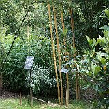 Phyllostachys vivax Aureocaulis et phyllostachys nigra.JPG